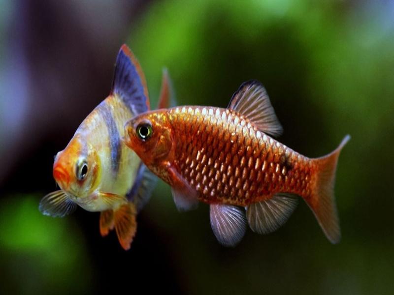 Стайные аквариумные рыбки: виды и описание с фото
стайные аквариумные рыбки: виды и описание с фото
