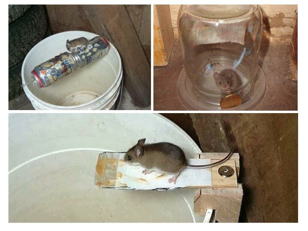 10 ловушек для мышей: простые и электрические мышеловки, капканы, ведра