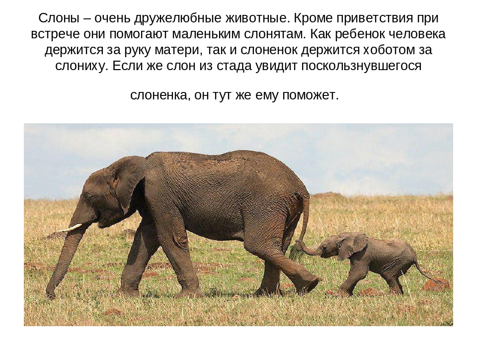 Слоновые истории. Сведения о слоне. Описание слона. Кратко о слонах. Сообщение о слоне.