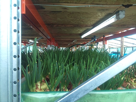 Самодельная установка  для выращивания зеленого лука - пера.