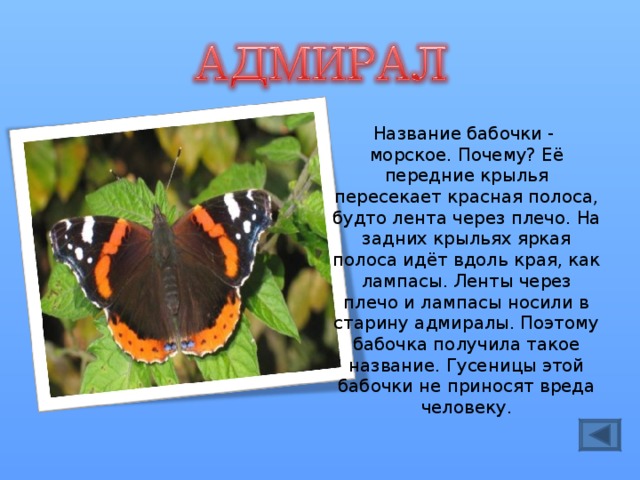 Основные виды дневных бабочек в россии: список, фото, названия, описание и видео  - «как и почему»