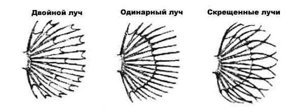 Рыбы петушки: разновидности, выбор, уход и размножение за «бойцовыми» рыбками