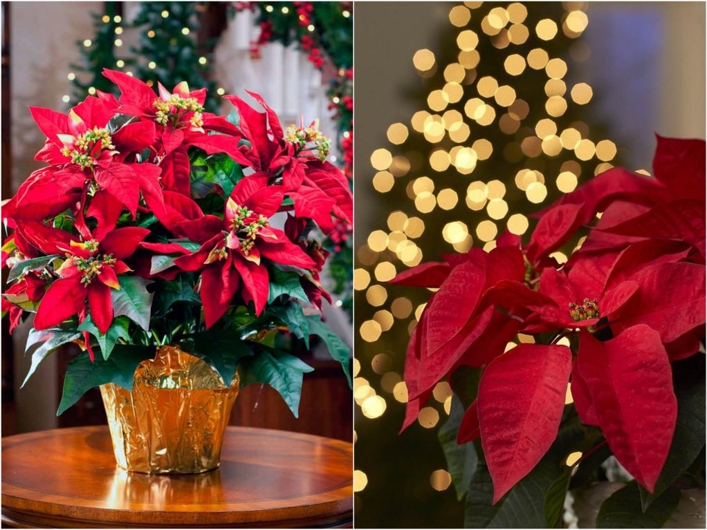 Народные поверья о рождественской звезде – цветке пуансеттии