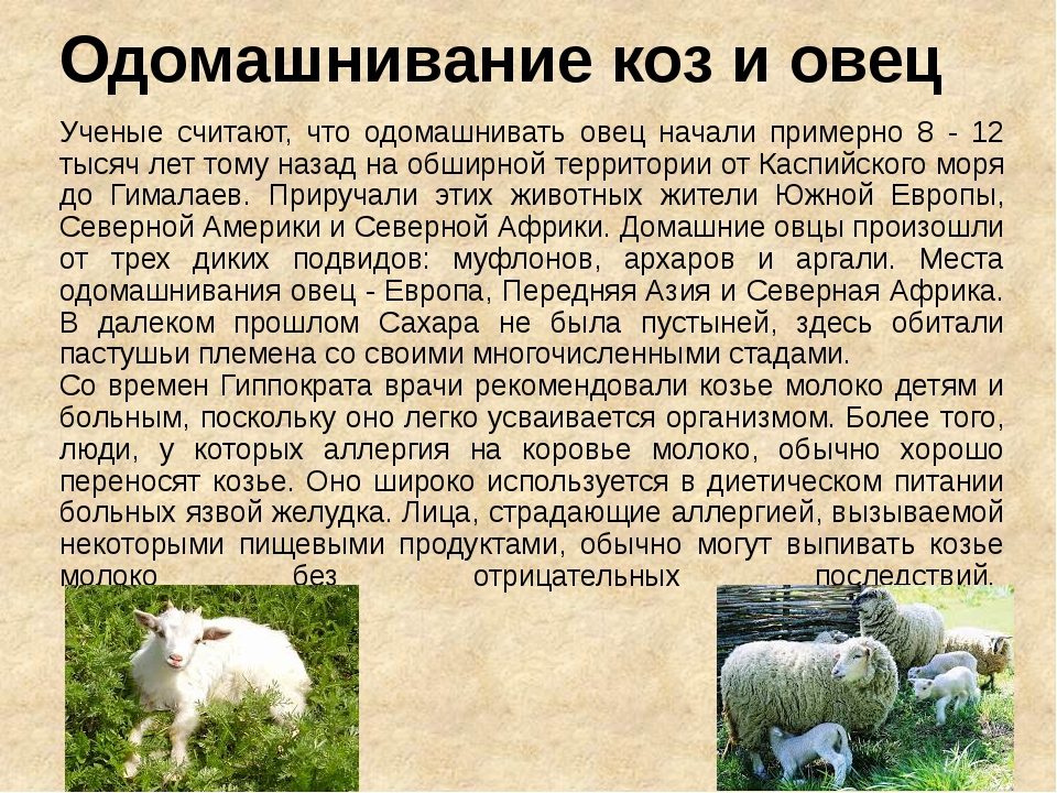 Овца — официальная minecraft wiki