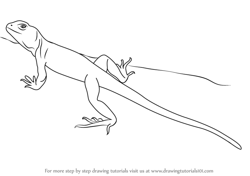Как нарисовать ящерицу карандашом поэтапно для начинающих и детей: пошаговая инструкция. как нарисовать ящерицу на камне?