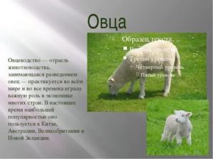 Овцы мясных пород: отечественные, зарубежные, ближнего света
