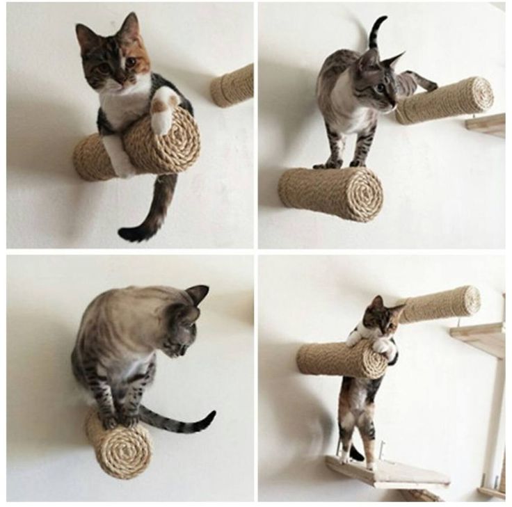 Простые идеи отличных игрушек для котов, созданных из подручных материалов
