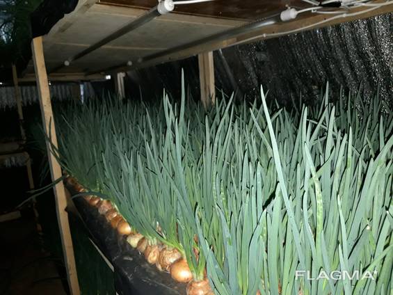 Бизнес на выращивании зеленого лука