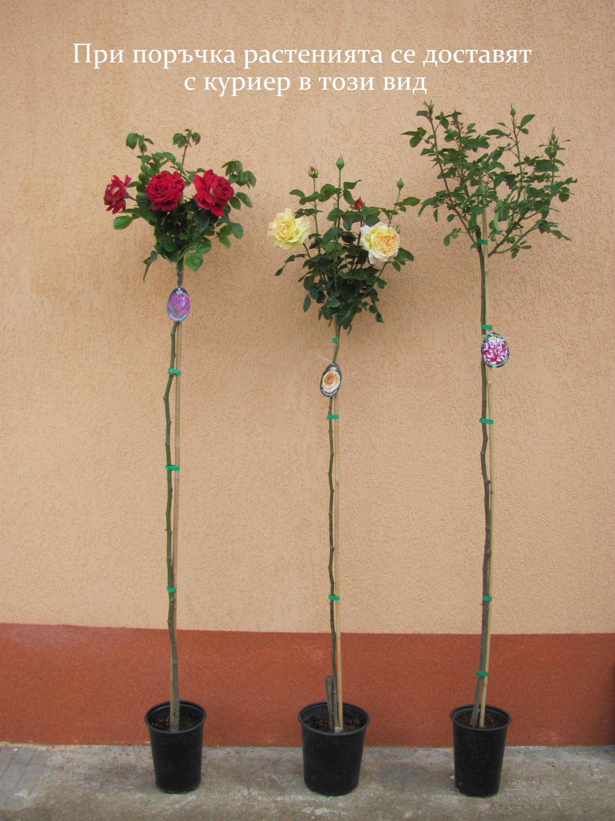 Дерево-роза — особенности выращивания штамбового цветка
