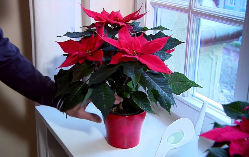 Рождественская звезда — цветок для выращивания в домашних условиях. полив, подкормки, температура, освещение