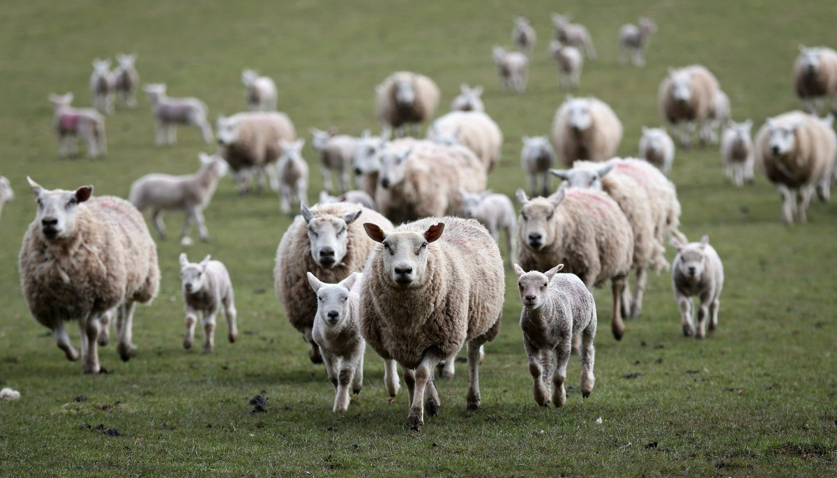 Бараны и овцы (48 фото): кто является предком домашней овцы? разведение животных, помещение для них. сколько растет? доят ли овец?