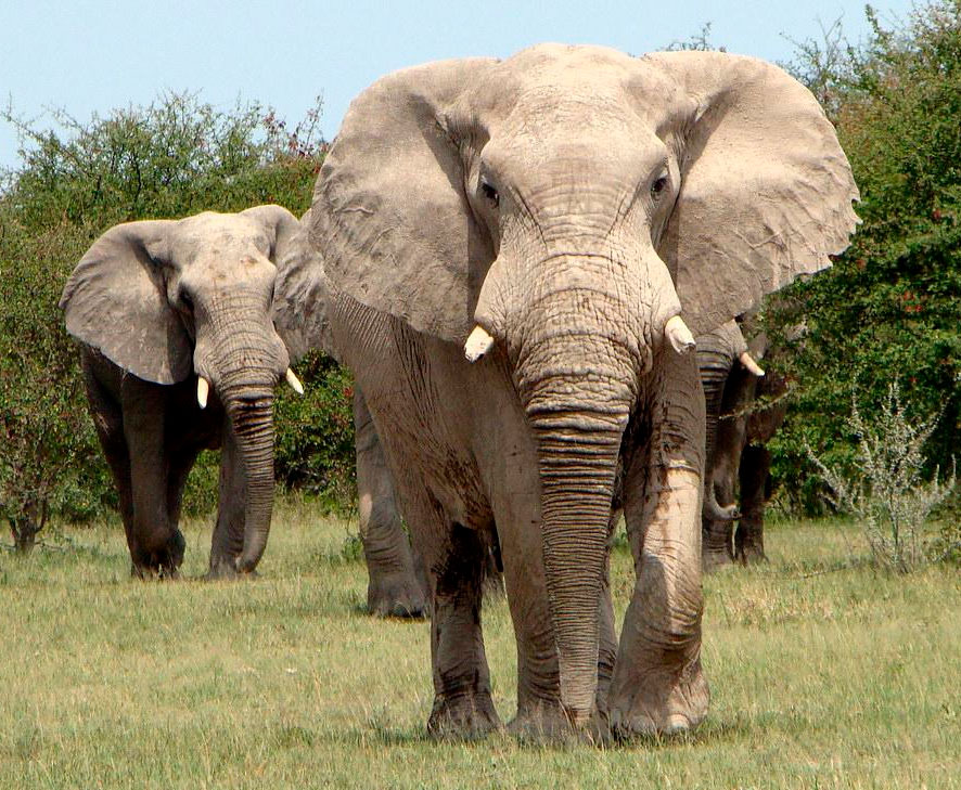 Известно что индийский слон крупное наземное. Слон. Африканские слоны. Большие слоны. Саванный слон.