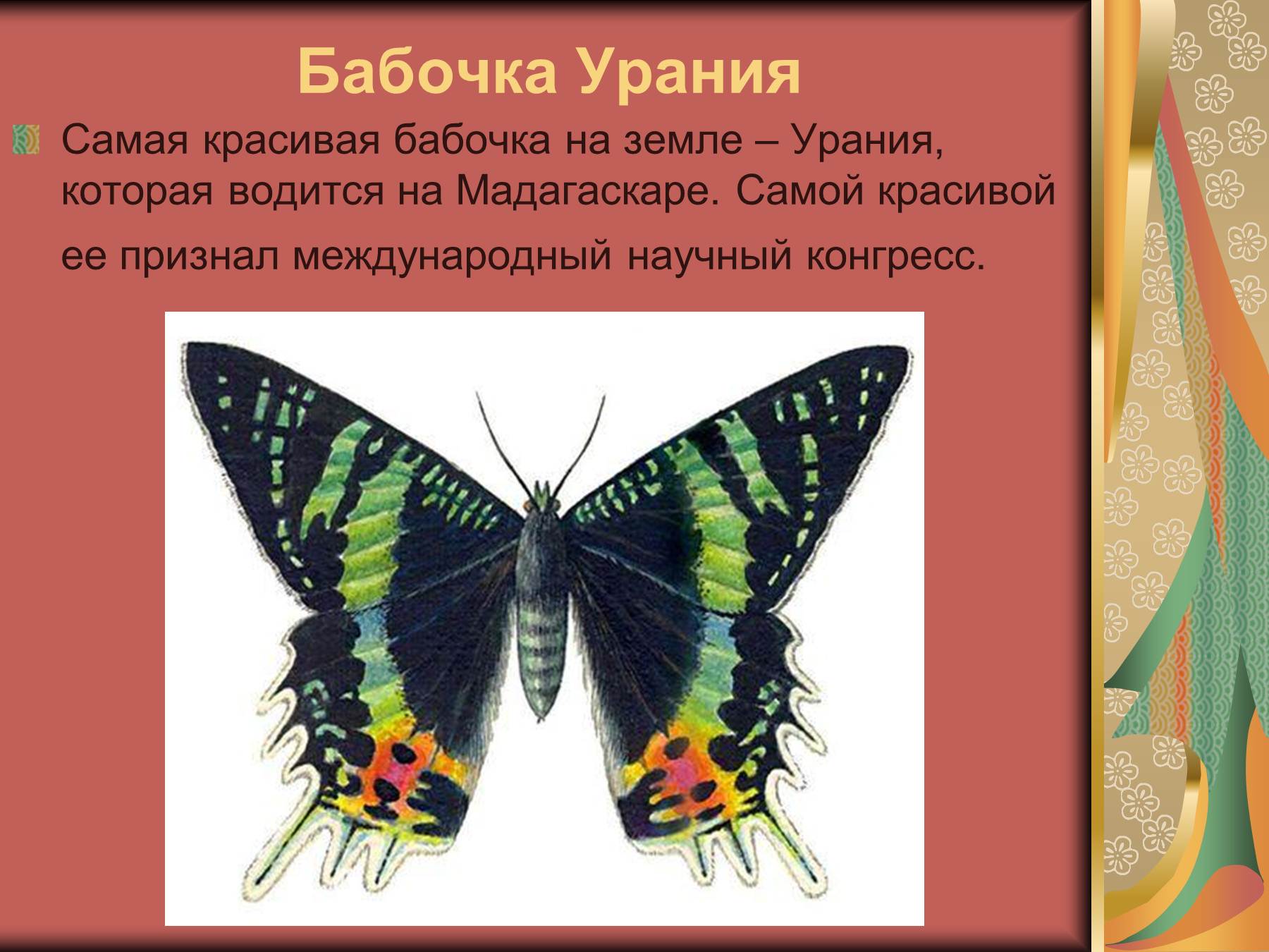Рейтинг самых красивых бабочек в мире с картинками