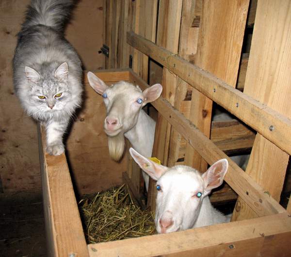 Козоводство для начинающих: с чего начать, выбор козы, условия содержания и разведение коз
