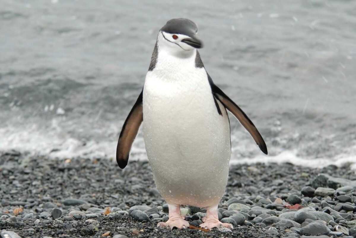 Пингвины: описание, повадки, где живут, как выглядят, видео, фото