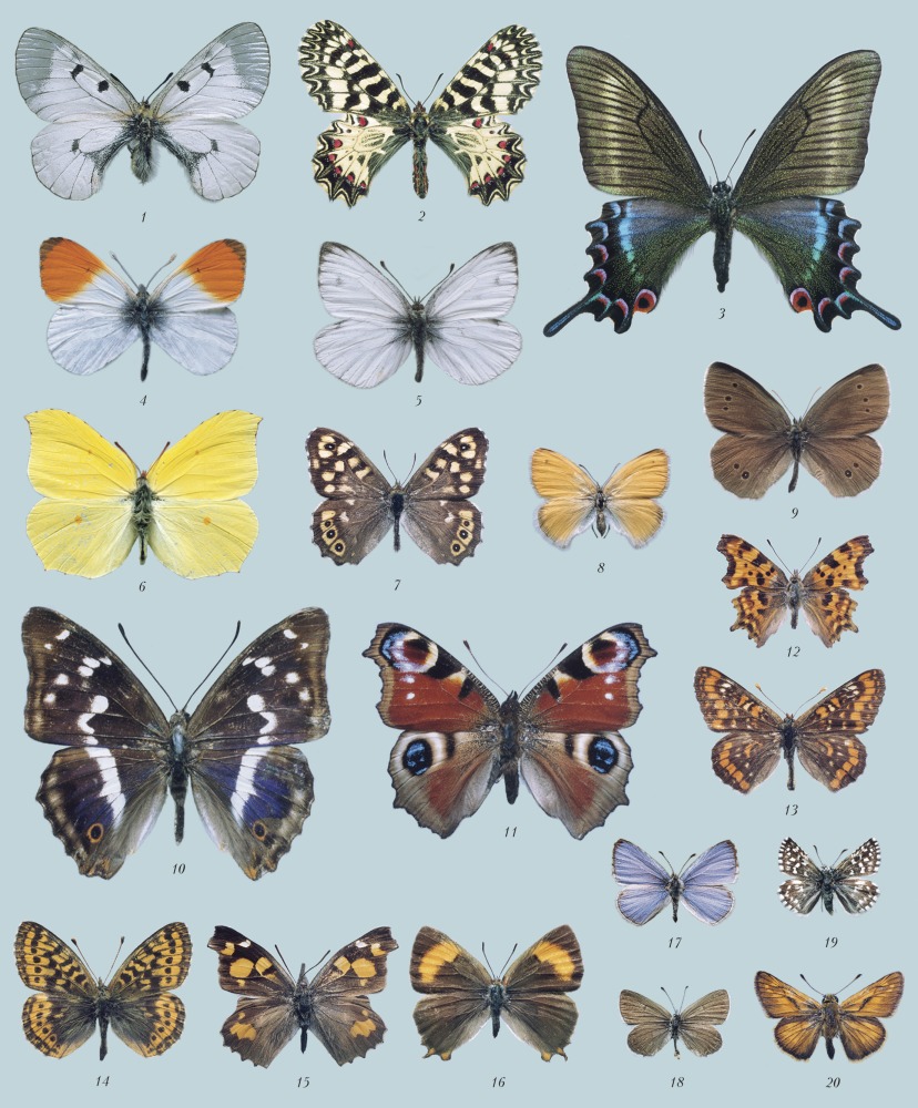 Чешуекрылые представители насекомых, чешуйчатокрылые бабочки