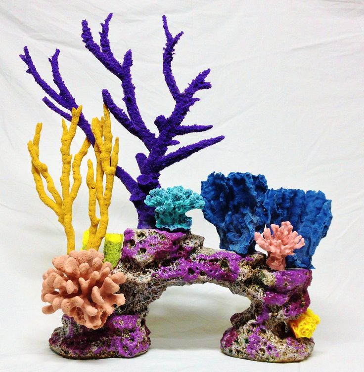 Коралл: разновидности и магические свойства, морской камень, где бывают, чей по гороскопу