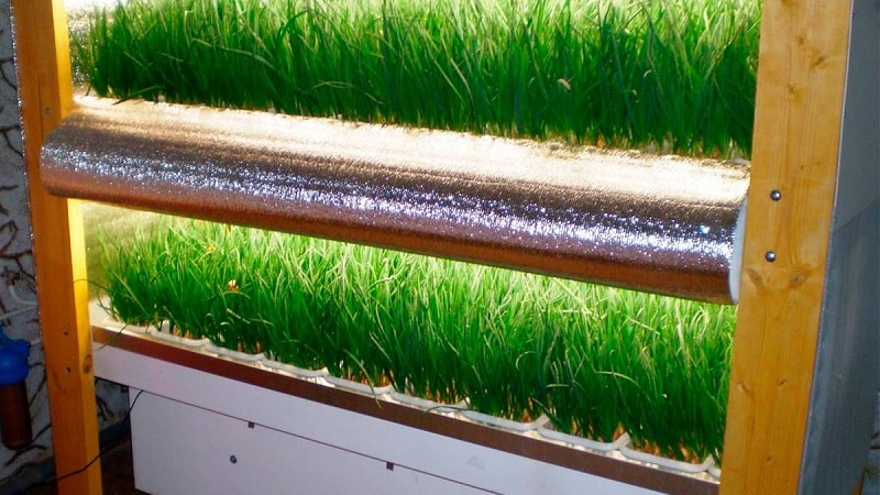 Выращивание лука на гидропонике в домашних условиях