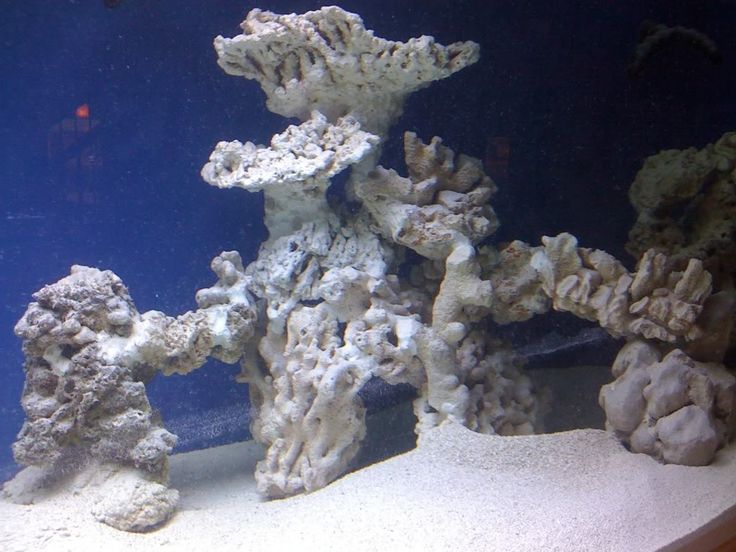 Как сделать кораллы из полимерной глины? коралловый декор: как сделать кораллы своими руками освещение аквариума люминесцентными лампами.