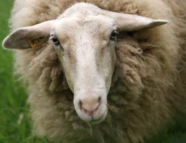 Овца: 145 фото, интересные факты об овцах и особенности их разведения