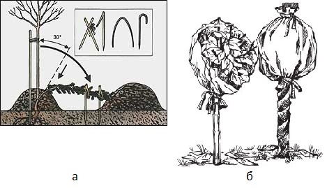 Штамбовая роза посадка и уход, размножение, болезни и удобрения, фото сортов