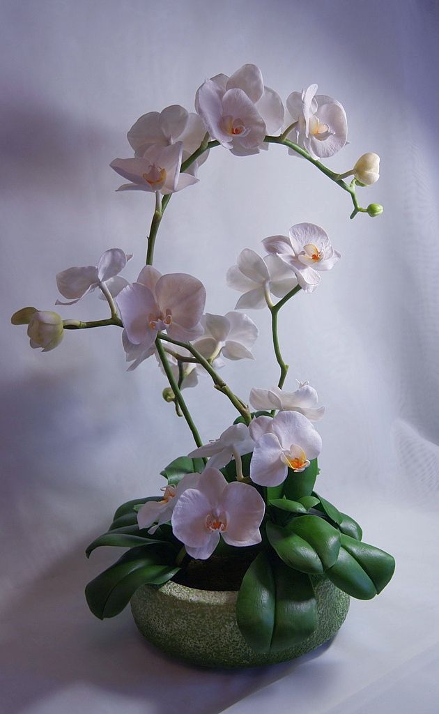 Мастер-класс поделка изделие лепка мастер-класс "орхидея из холодного фарфора" фарфор холодный