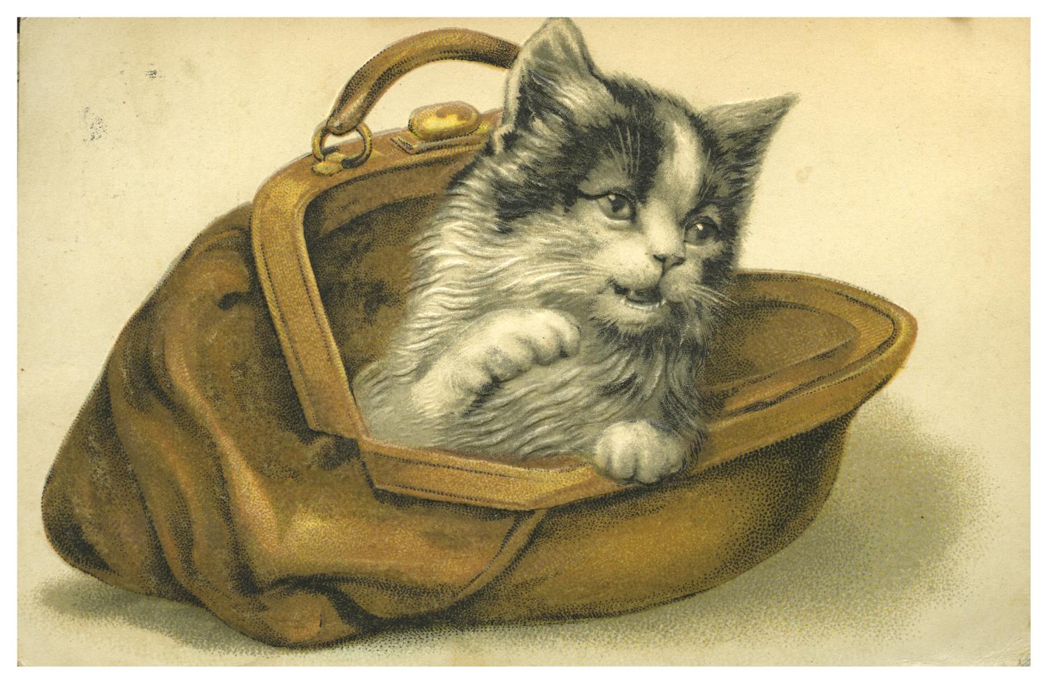Как сделать открытку с кошкой своими руками. открытка с объемным котиком