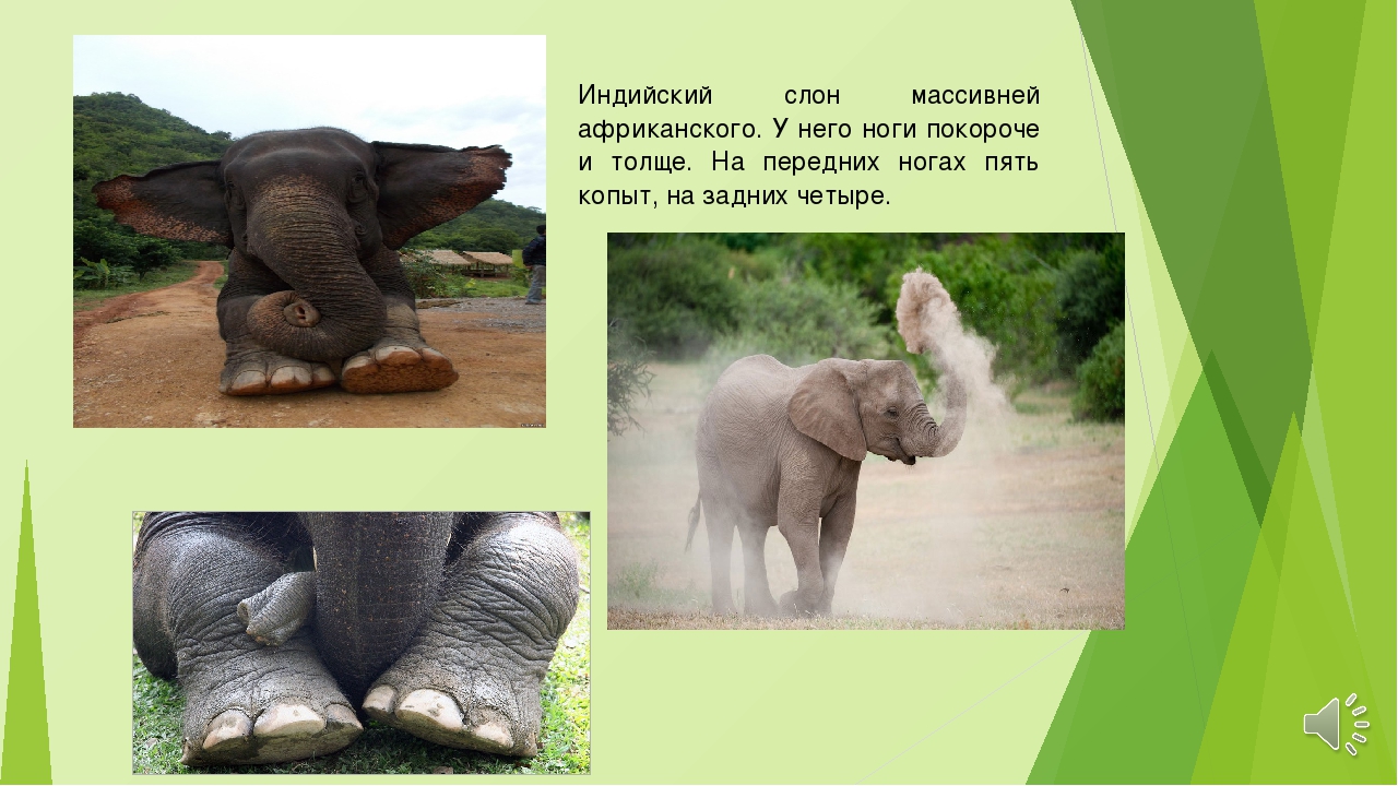 Африканские и индийские слоны 1 класс. Информация о слоне. Презентация о слонах. Интересная информация про слона. Слон для презентации.