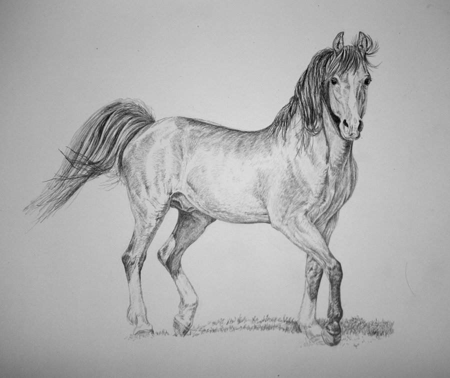 Рисунок лошади на дыбах карандашом