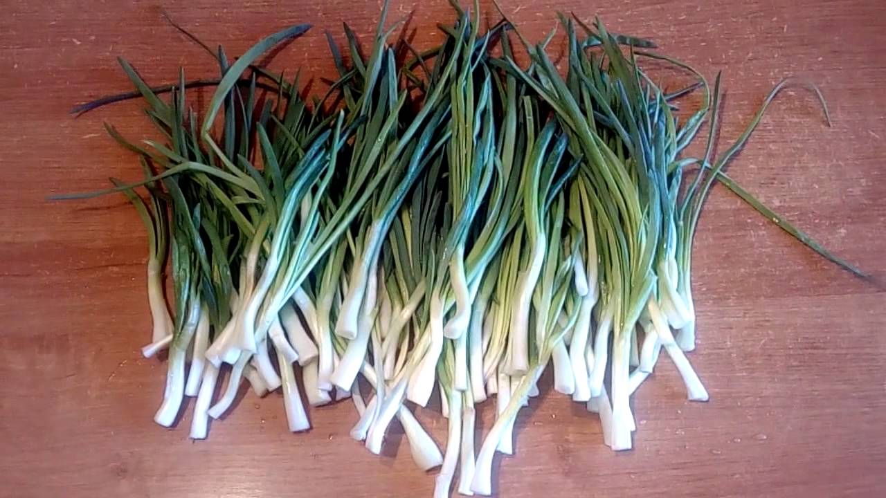 Выращиваем зеленый лук в домашних условиях: полезные советы