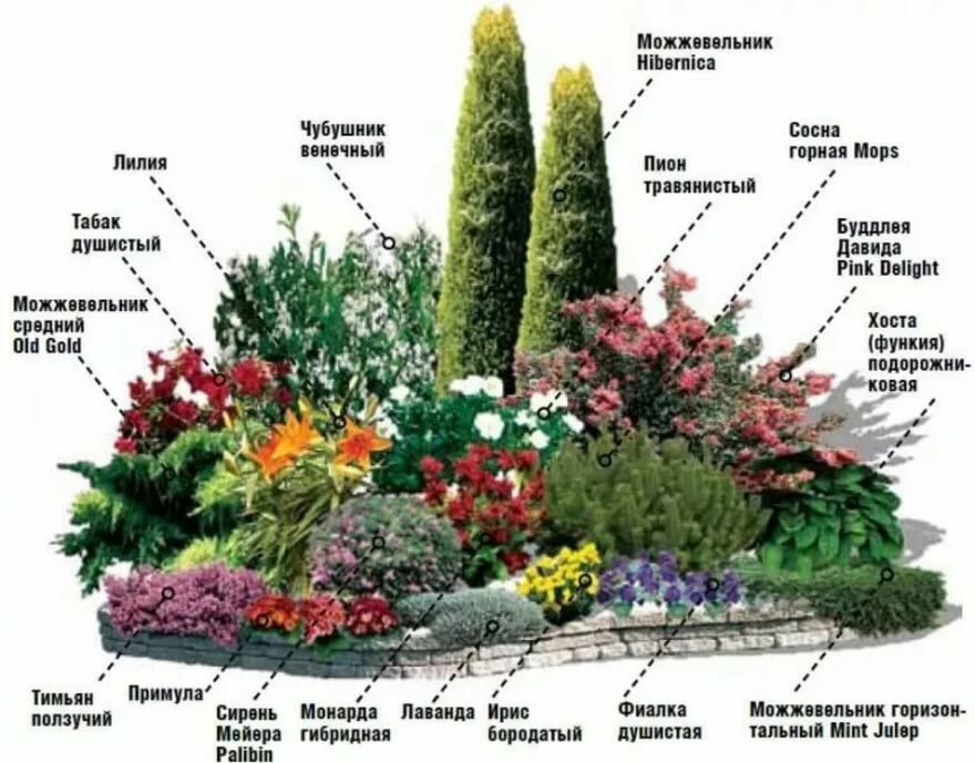 15 многолетников, которые цветут все лето | в цветнике (огород.ru)