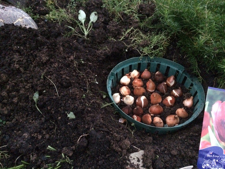 Как сажать тюльпаны в корзины для луковичных культур