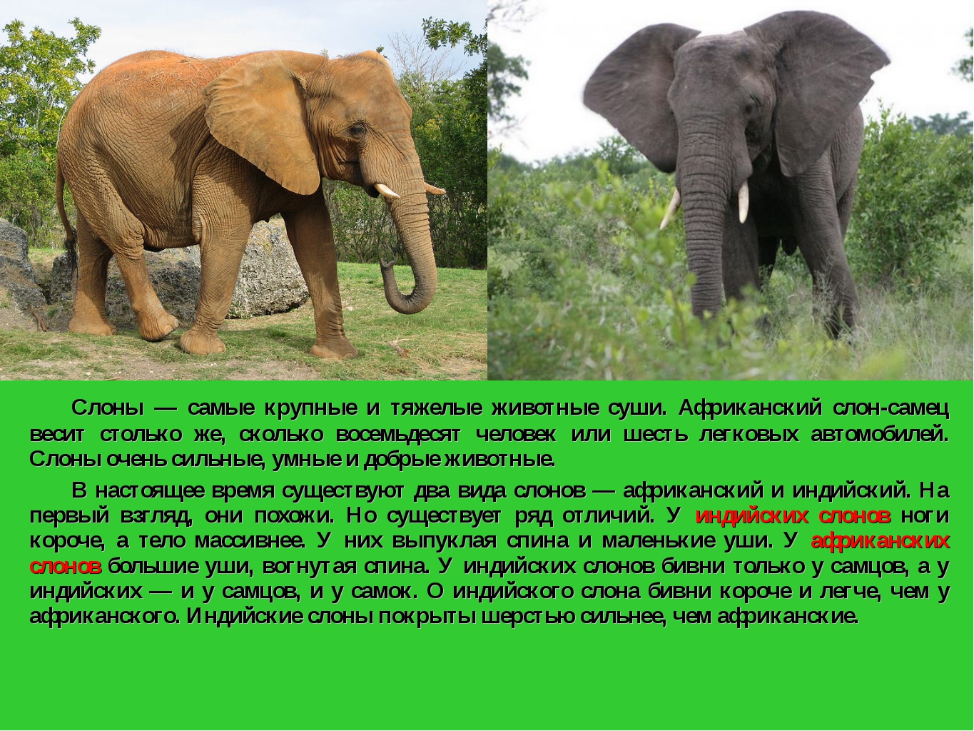 Описание слона
