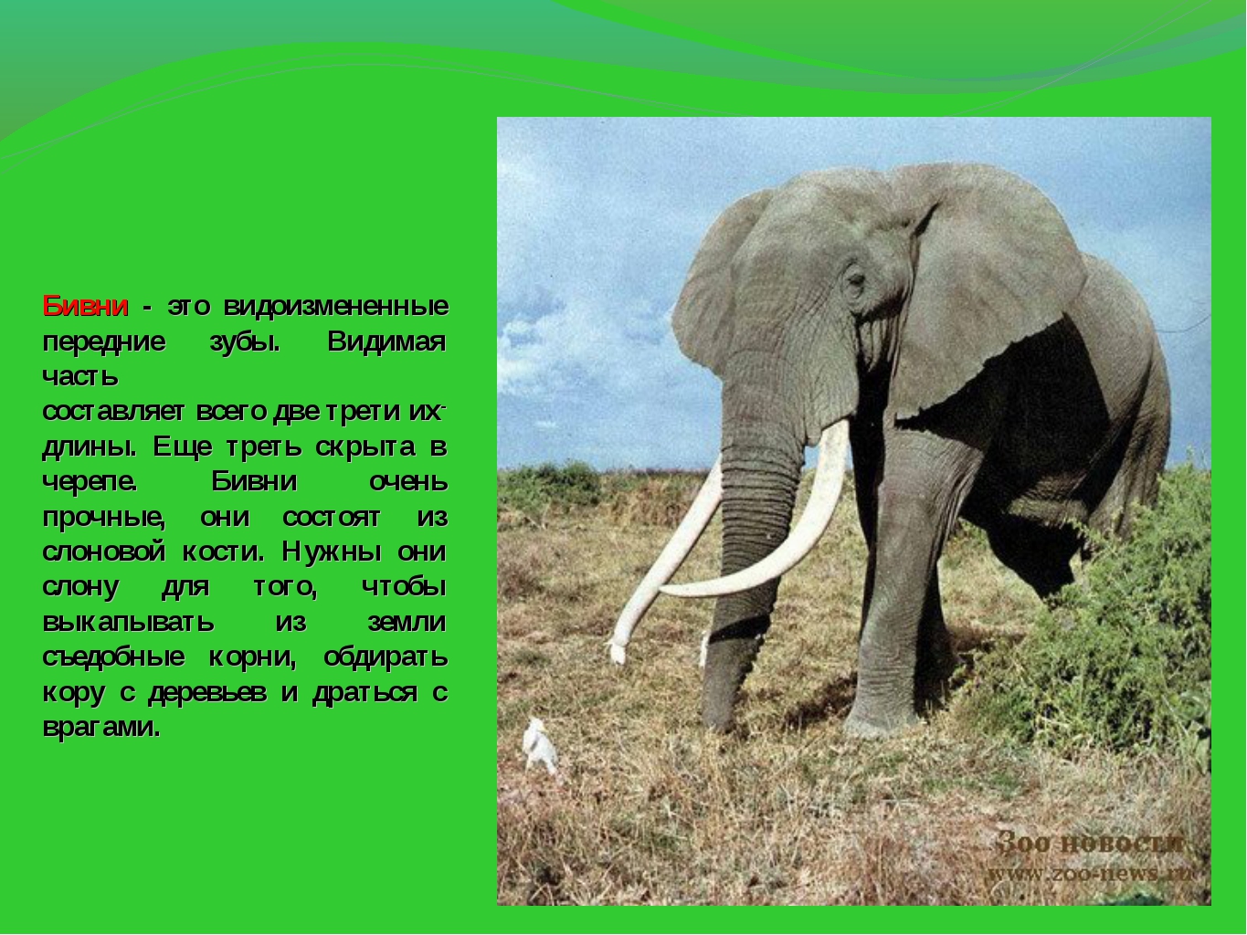 Слон рассказ 1 класс окружающий мир. Слоны 1 класс. Окружающий мир слон. Слоны информация. Презентация на тему слон.