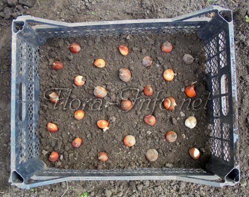 Как посадить тюльпаны в корзины для луковичных?