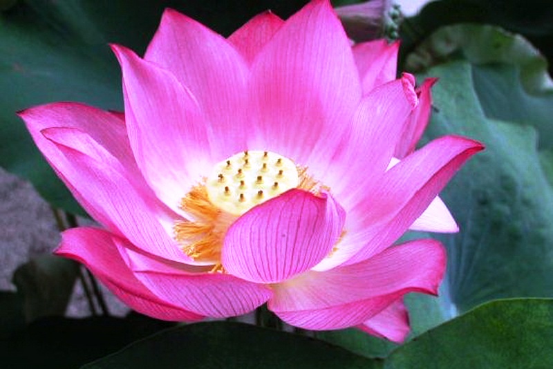 Лотос — символ чистоты и иных качеств: какое значение имеет цветок, в том числе в буддизме, что дает талисман женщинам, как носить подвеску и другие амулеты?
