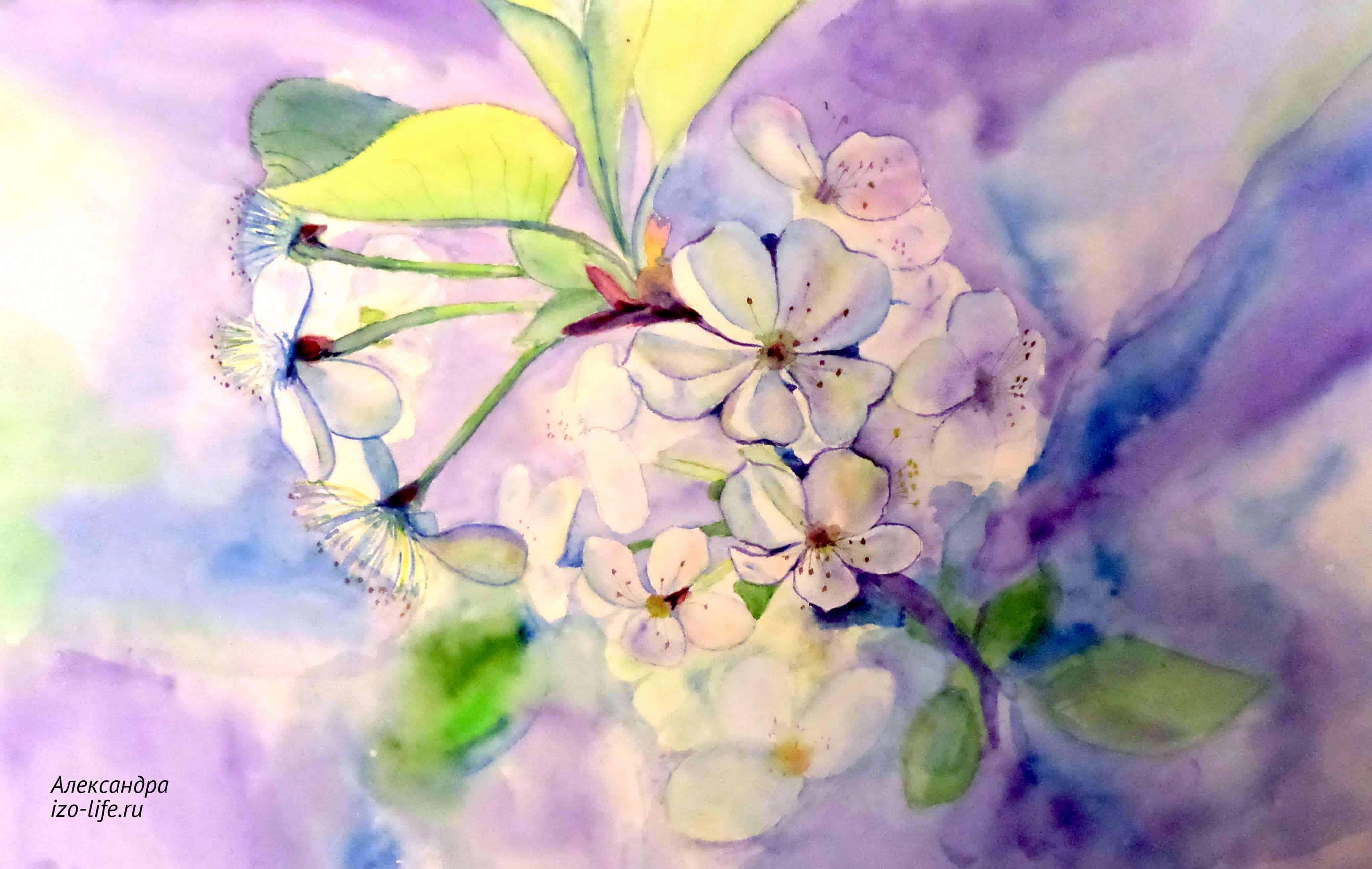 Розовые цветы с лепестками, акварельная живопись рисунок тату акварельные цветы, цветок png | hotpng