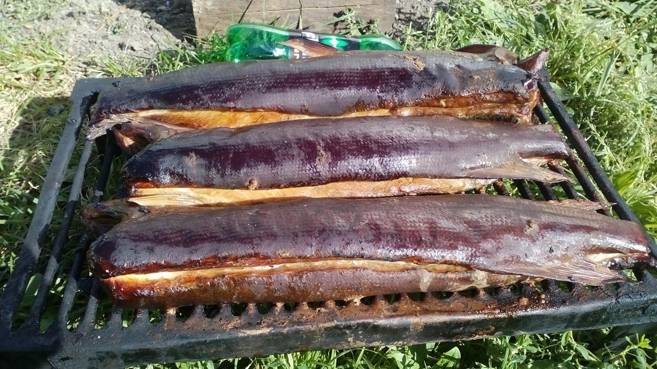Рыба горячего копчения в походных условиях – кулинарный рецепт