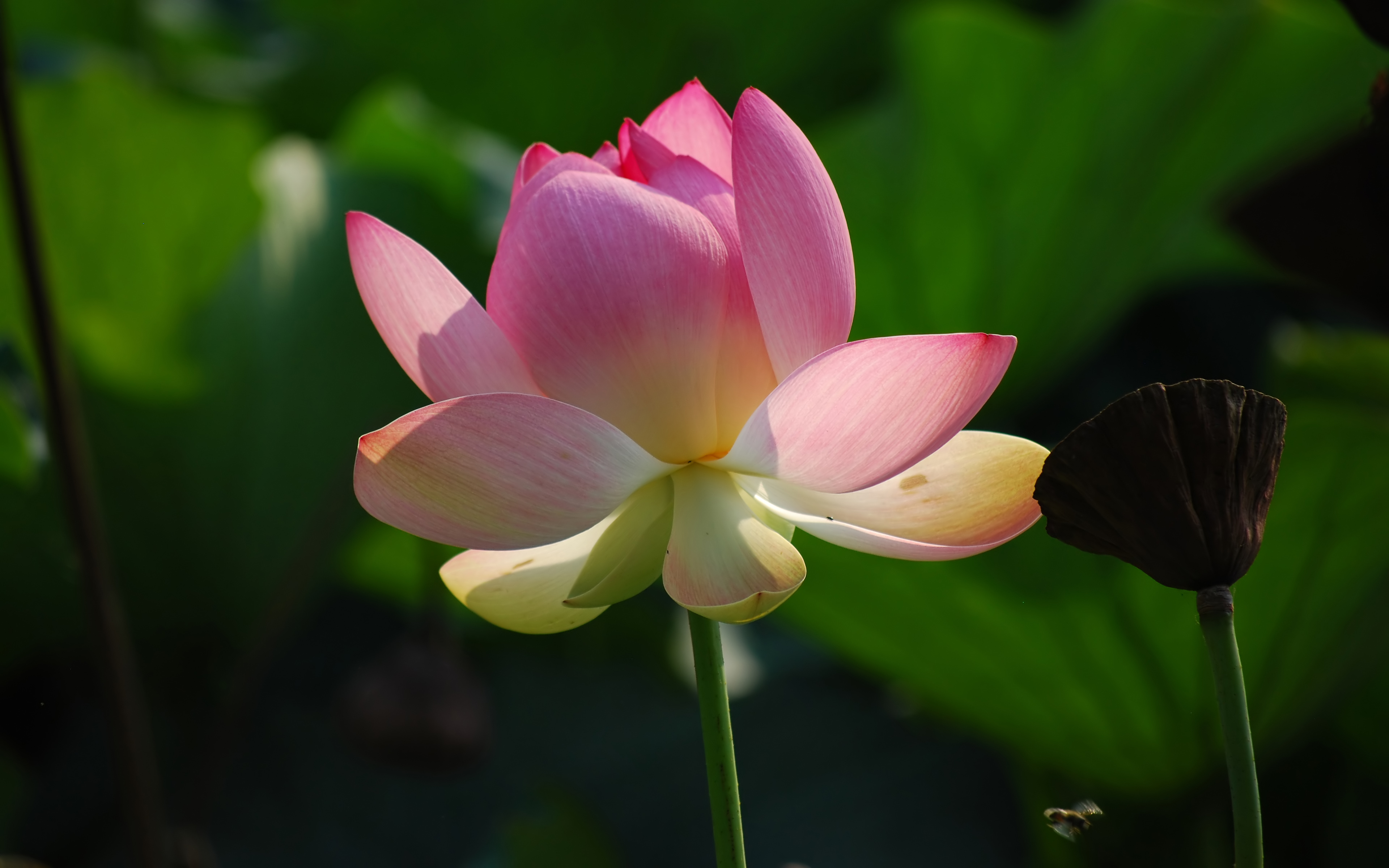 Цветок лотоса: значение белого и красного священного растения, описание, виды, как вырастить дома