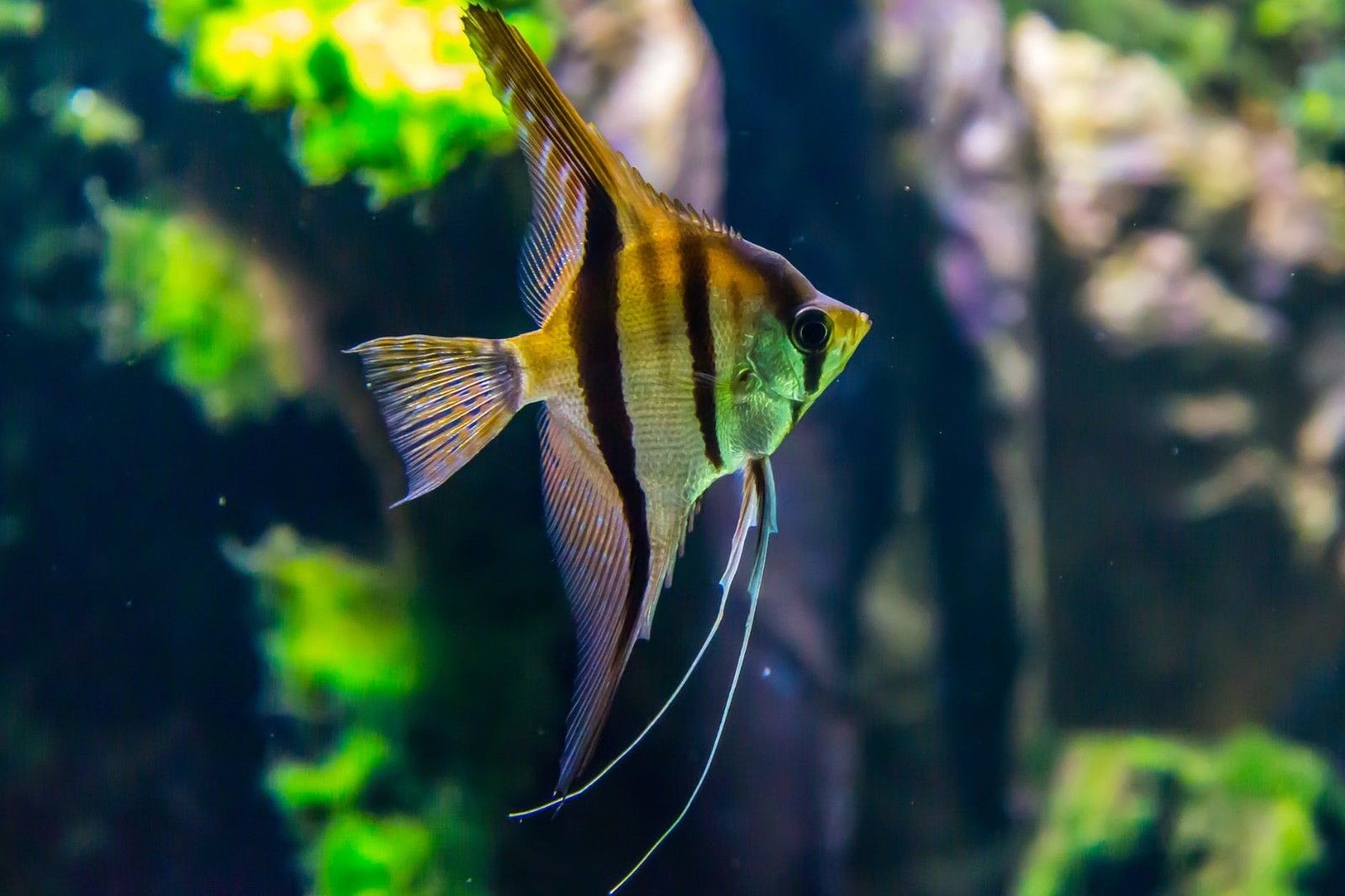 35 названий самых популярных аквариумных рыбок