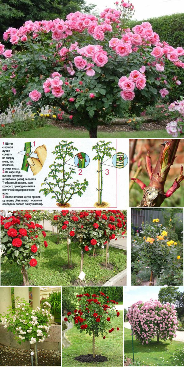 Розовое дерево: цветущий букет