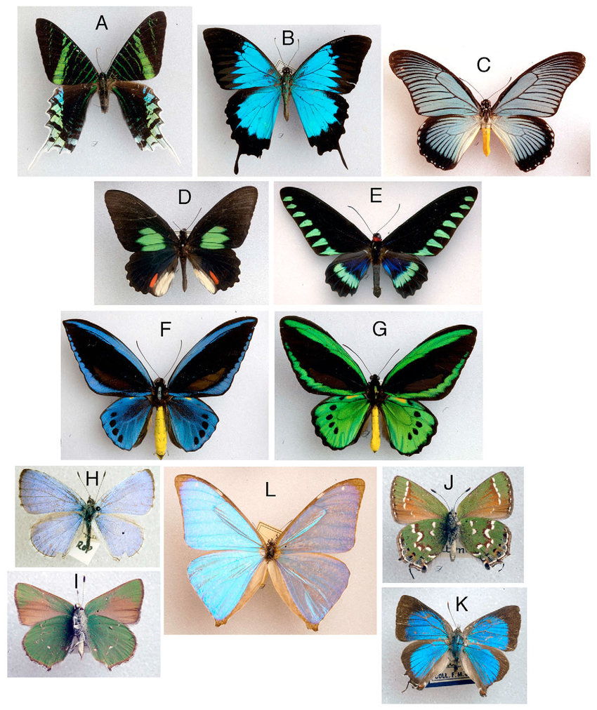 13 самых красивых бабочек в мире: названия, описание, фото, видео