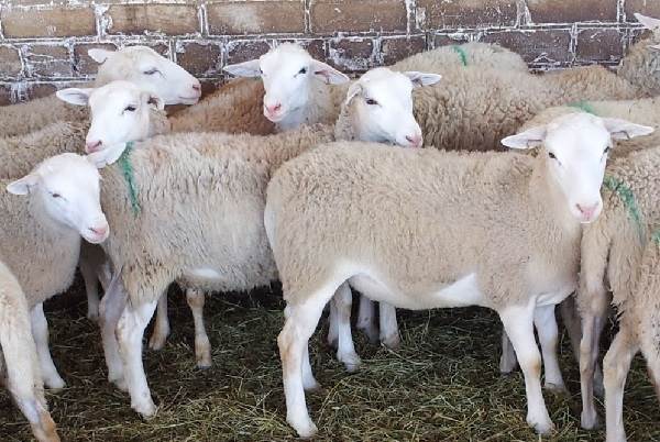 Овца: 145 фото, интересные факты об овцах и особенности их разведения