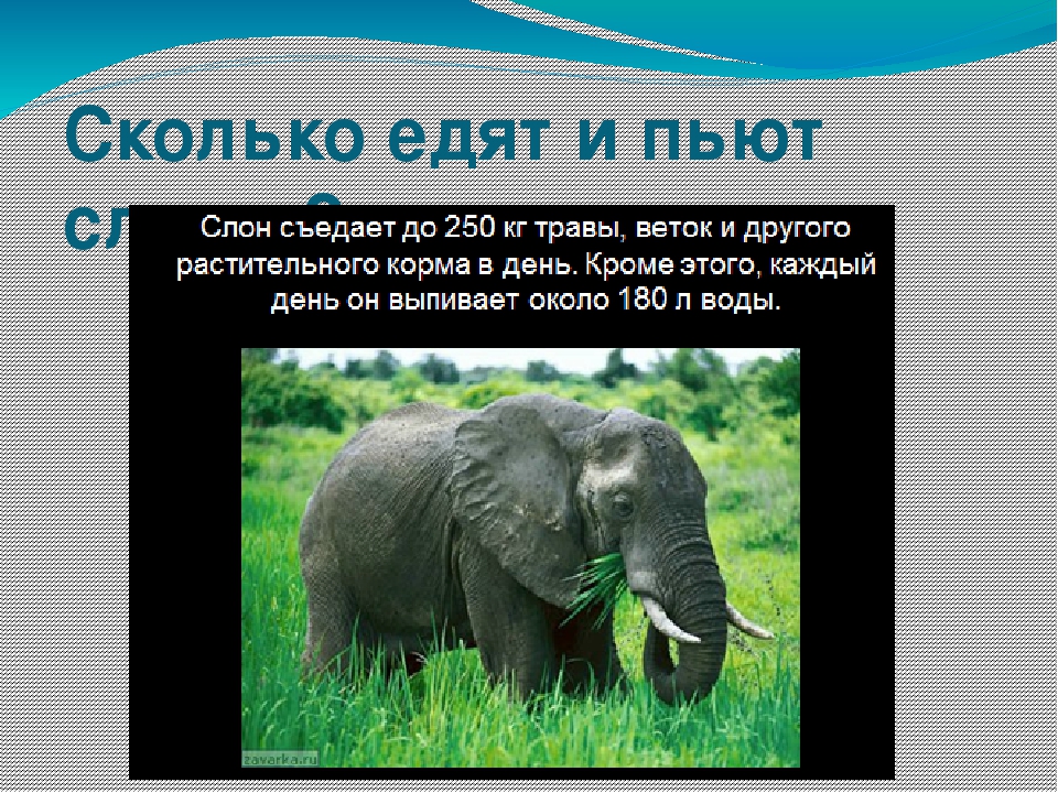 Где живут слоны 1 класс видеоурок окружающий. Информация о слоне. Слоны окружающий мир 1 класс. Слон информация о животном.