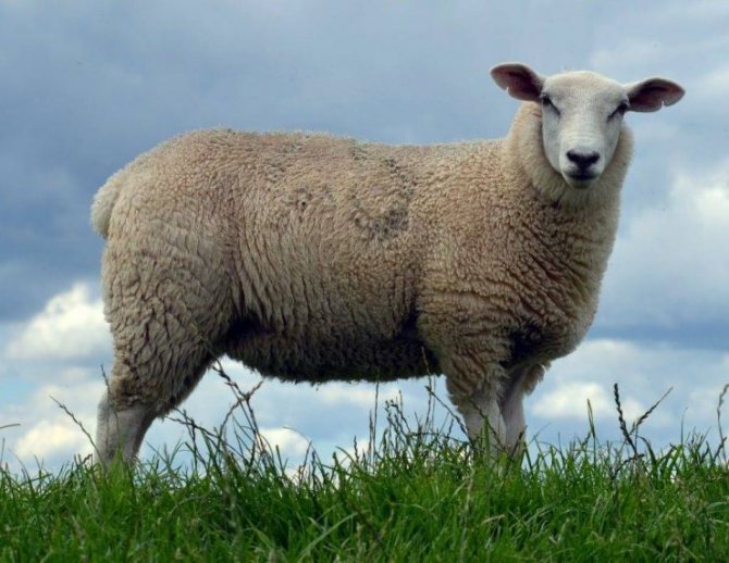 Овцы мясных пород: отечественные, зарубежные, ближнего света