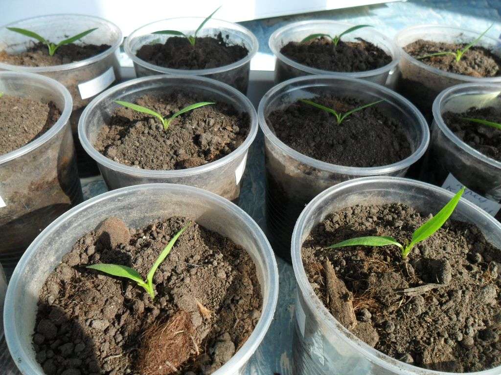 Посев семян перца на рассаду и пикировка: пошаговая инструкция | на грядке (огород.ru)