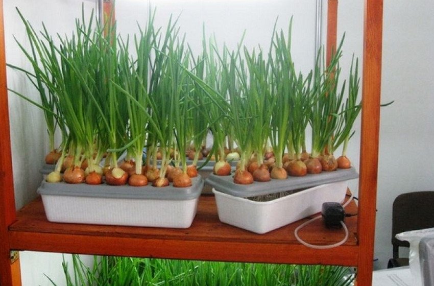 Выращивание лука на перо в домашних условиях: технологии посадки и уход